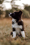 Border Collie Puppy