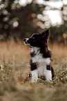 Border Collie Puppy