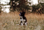 Border Collie Puppy