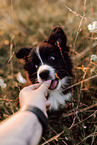 Border Collie Puppy