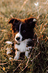 Border Collie Puppy