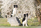 Border Collies