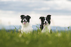 Border Collies