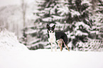 Border Collie