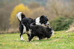 Border Collies