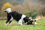 Border Collies