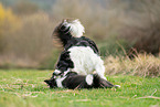 Border Collies