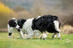 Border Collies