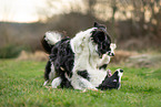 Border Collies