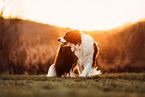 Border Collie