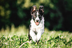 Border Collie Puppy