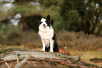 Border Collie