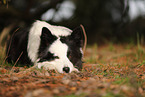 Border Collie