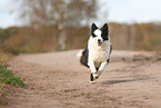 Border Collie