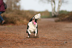 Border Collie