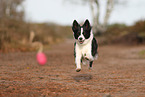 Border Collie