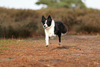 Border Collie