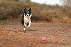 Border Collie