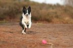 Border Collie