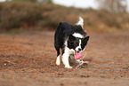 Border Collie