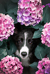 female Border Collie