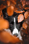 female Border Collie