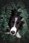 female Border Collie