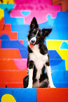 female Border Collie