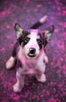 Border Collie puppy