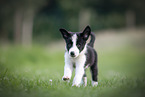 Border Collie puppy