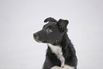 Border Collie in snow