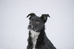 Border Collie in snow