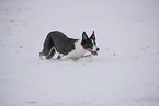 Border Collie in snow