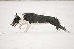 Border Collie in snow