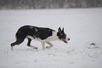 Border Collie in snow