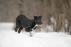 Border Collie in snow