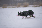 Border Collie in snow