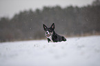 Border Collie in snow