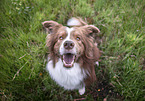 male Border Collie