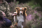 male Border Collie