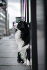 male Border Collie