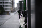 male Border Collie