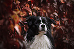 male Border Collie