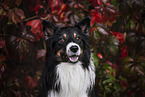 male Border Collie