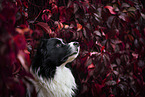 male Border Collie