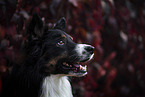 male Border Collie