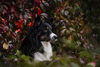 male Border Collie