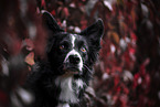 male Border Collie