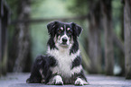 female Border Collie