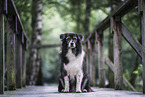 female Border Collie